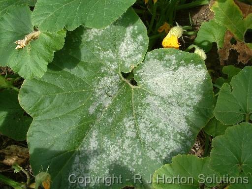 Powdery Mildew Pumpkin 